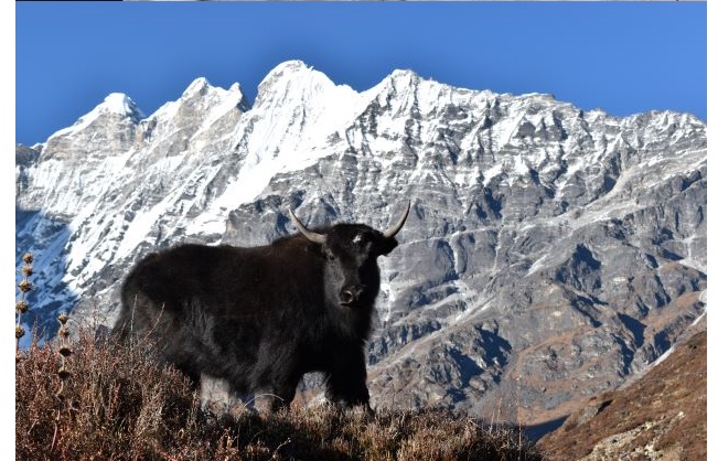 yak in Langtang Valley